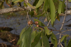 Melaleuca viridiflora