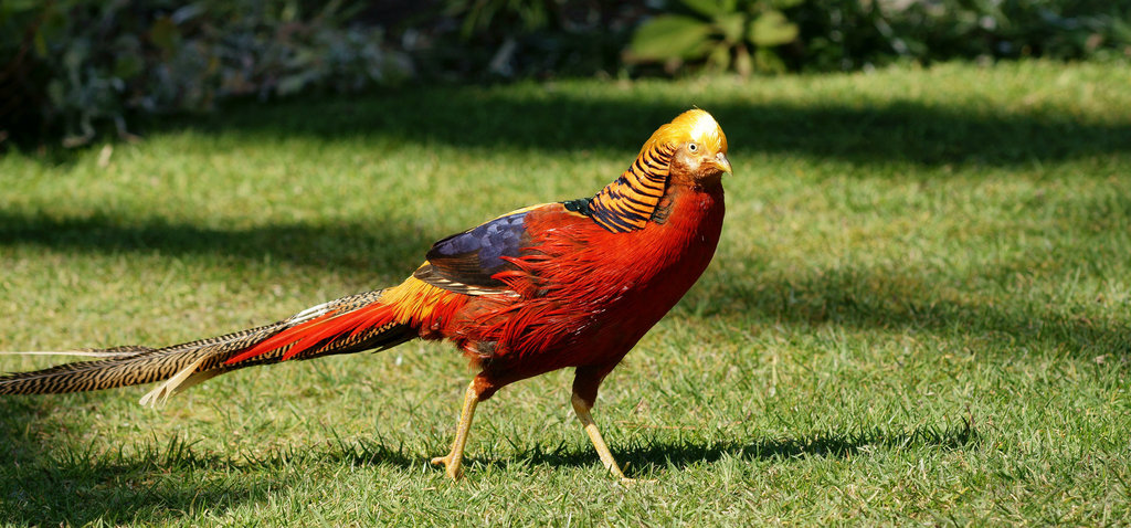 British Golden Pheasant population deemed functionally extinct - BirdGuides