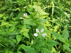 Cleome serrata