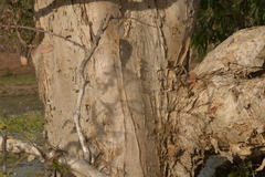 Melaleuca viridiflora