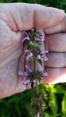 Stachys palustris