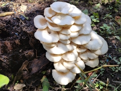 Lentinus squarrosulus