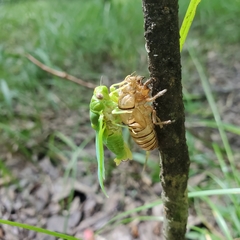 Okanagana viridis