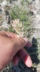 Oxytropis oxyphylla