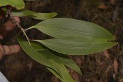Melaleuca viridiflora