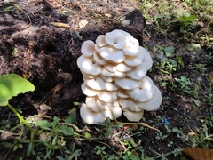 Lentinus squarrosulus