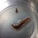 photo of Bearded Fireworm (Hermodice carunculata)
