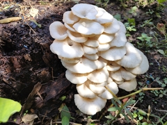 Lentinus squarrosulus