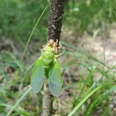 Okanagana viridis