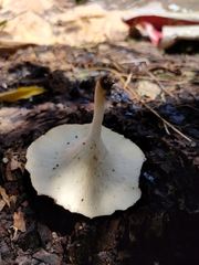 Lentinus squarrosulus
