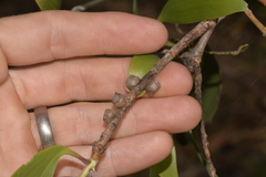 Melaleuca viridiflora