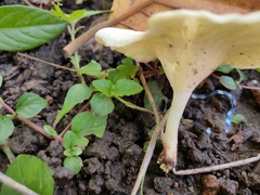Lentinus squarrosulus