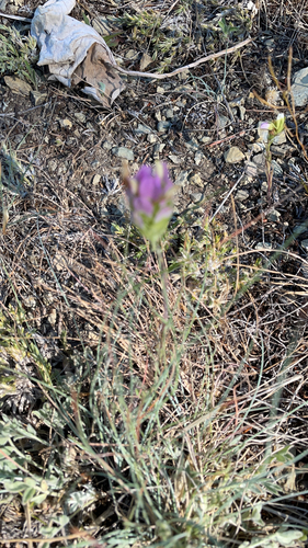 iNaturalist observation 2021-07-04