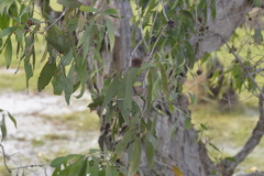 Melaleuca viridiflora
