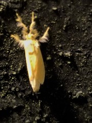 Dalceridae