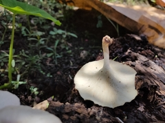 Lentinus squarrosulus