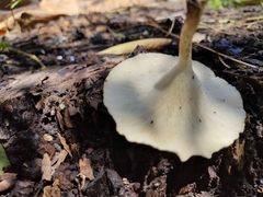 Lentinus squarrosulus