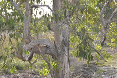 Melaleuca viridiflora