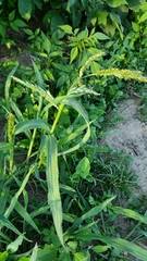 Echinochloa crus-galli