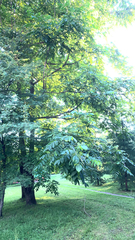 Magnoliopsida