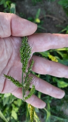 Echinochloa crus-galli