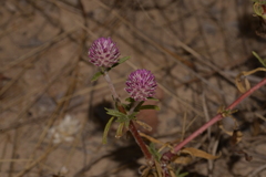 Gomphrena flaccida