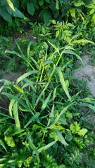 Echinochloa crus-galli