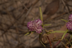 Gomphrena flaccida