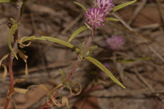 Gomphrena flaccida