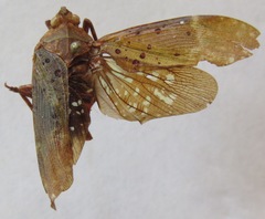 Copidocephala viridiguttata