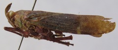 Copidocephala viridiguttata