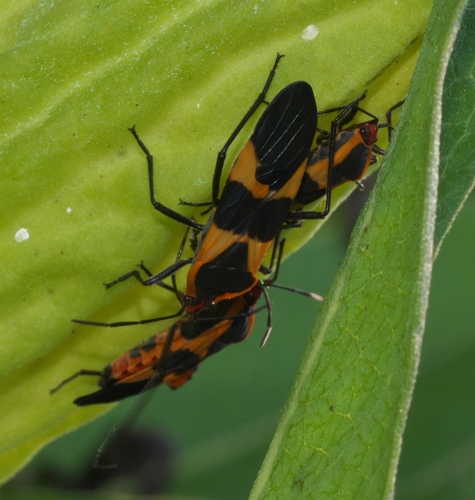 Large Milkweed Bug photographed in Oklahoma