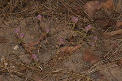 Gomphrena flaccida