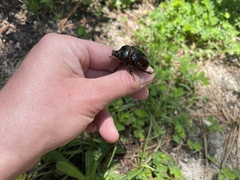 Xyloryctes jamaicensis