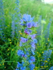 Echium vulgare