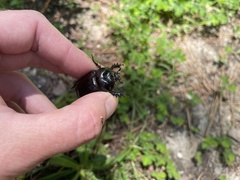 Xyloryctes jamaicensis