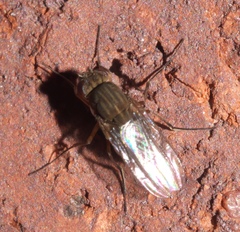 Brachydeutera argentata