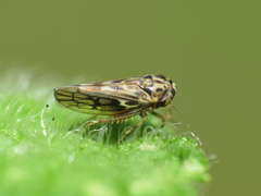 Agallia consobrina