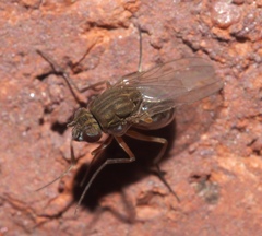Brachydeutera argentata