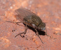 Brachydeutera argentata