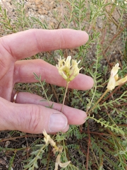 Astragalus bolanderi
