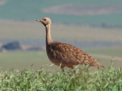 Eupodotis vigorsii vigorsii