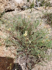 Astragalus bolanderi