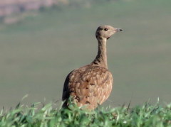 Eupodotis vigorsii vigorsii