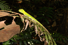 Enyalius iheringii
