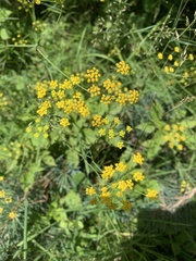 Bupleurum polyphyllum
