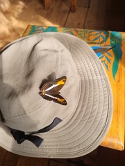 Adelpha malea goyama