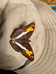 Adelpha malea goyama