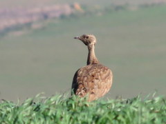 Eupodotis vigorsii vigorsii