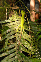 Enyalius iheringii
